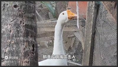 黄鼠狼最怕的是大鹅，鹅有啥厉害的？查了一下原来段位这么高？-吾爱原创解说文案