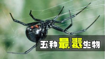 关于地表最毒的五种动物，你了解多少？-原创解说文案