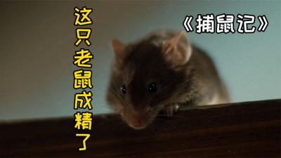 捕鼠记：这只老鼠成精了！三男一猫都不是它的对手！-原创解说文案