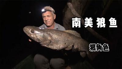 河中巨怪：杰叔带队深入雨林钓狼鱼，不料竟遭雷劈差点有去无回！-原创解说文案