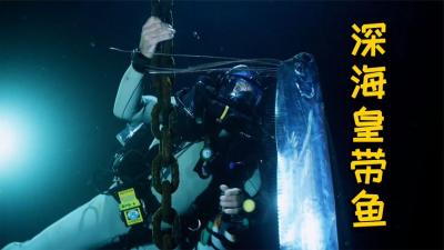 河中巨怪：传说中海蛇的谜题解开了，原来是一种漂亮的皇带鱼！-吾爱原创解说文案