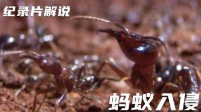 行军蚁强大如斯，逢山开路、遇水架桥，却为何走不出死亡漩涡？-原创解说文案