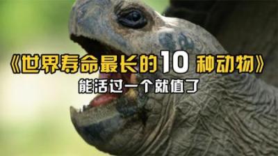 寿命最长的10种动物盘点，-原创解说文案