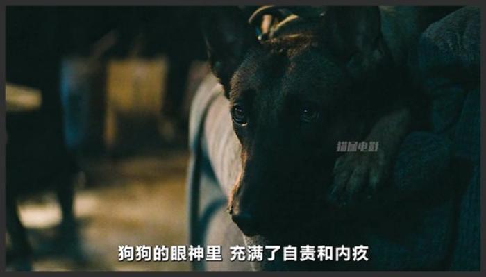 《忠犬》《忠犬》这条战功赫赫的军犬，居然要被安乐死！2022年新片《忠犬》《忠犬》-吾爱原创解说文案-[原创首发]-吾爱文案网