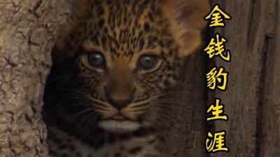 动物世界：金钱豹的成长之旅，孤独的强者！-吾爱原创解说文案