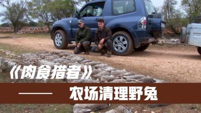 阿拉伯的农地猎人，水貂下洞赶出野兔，农夫枪枪爆头搞到一麻袋-原创解说文案