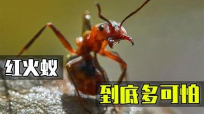 遍布半个中国、惊动九部门联合防控，生态杀手红火蚁到底多可怕？-原创解说文案