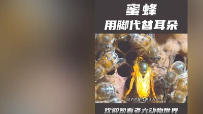 蜜蜂无耳靠腿传讯，新蜂后诞生与分家过程中的奇妙现象 .蜜蜂