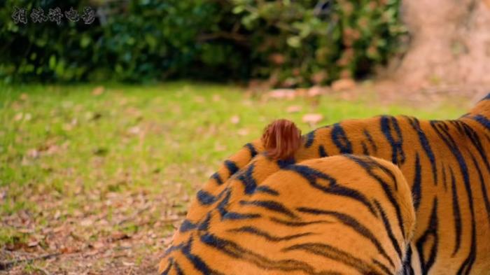 男人激怒老虎后上厕所遭追袭，最终被老虎吃得连渣不剩 .老虎-[原创首发]-吾爱文案网