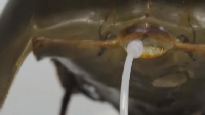 中华鲎蓝色血液被采血致濒危，卖车可上瓜子免费估价 .《哪吒2》美国上映