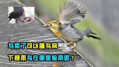 鸟累了可以睡在鸟窝，但是如果下暴雨，鸟在哪里躲雨呢？-原创解说文案
