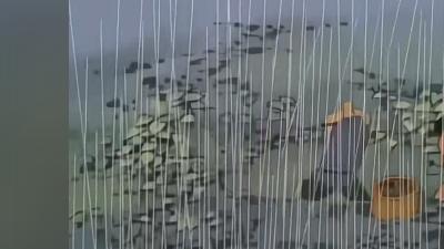 野猪偷吃庄稼激怒红龙，引发大战，白龙为救村舍英勇献身 .90年代日本动画盘点
