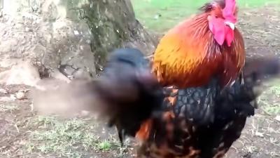 公鸡为何是五毒克星？从《西游记》到民间传说一探究竟 .公鸡大战毒蛇