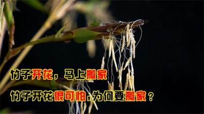 老话道“竹子开花，马上搬家”，竹子开花很可怕？为何要搬家？-原创解说文案
