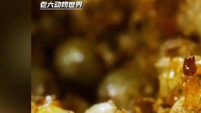 无花果内寄生纷争不断，榕小蜂、寄生蜂、线虫等为生存繁衍各展“奇招” .无花果