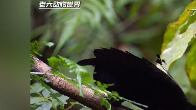 重度洁癖极乐鸟精心求偶，无奈爱情或因物质面临波折 .极乐鸟