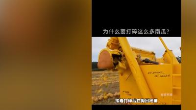 离谱！南瓜戳破打碎回田竟赚三千万，新疆南瓜子加工发货超诱人 .南瓜子的功效和作用