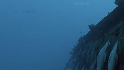 脑袋长“鞋底子”的鮣鱼，借吸附鲨鱼等宿主，在海洋开启“浪迹”之旅 .鮣鱼