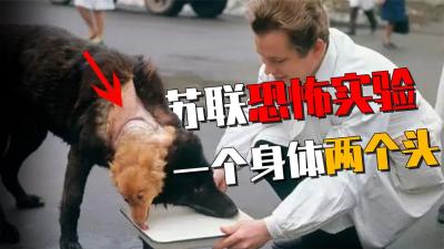 前苏联恐怖的实验：让一只狗长出两个“头颅”，结果如何？-原创解说文案