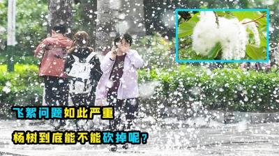 飞絮问题如此严重，难道真的没有办法解决吗？网友：把杨树砍了-原创解说文案