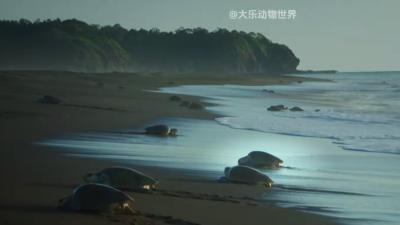 丽龟产卵孵化坎坷多，“间谍龟”见证小龟宝生死时速回大海 .抖音精选