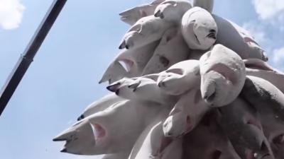 金枪鱼罐头生产揭秘、营养亮点及卡里布产品介绍 .鱼肉罐头
