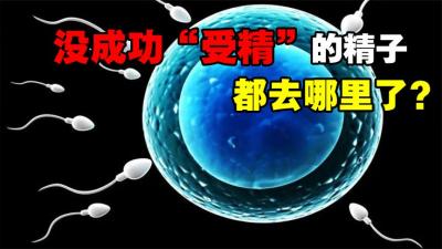 跑得最快的精子，才能和卵子结合？没成功“受精”的精子都去哪了-原创解说文案