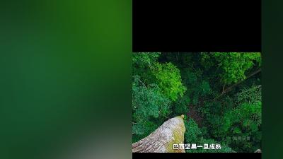 巴西坚果的奇妙繁衍、种植难题、加工销售及美味营养与优惠推荐  《全文完》 .鲍鱼果