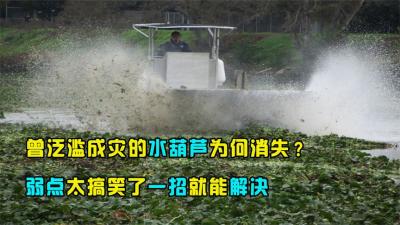 曾在我国泛滥成灾的水葫芦，如今消失不见？弱点搞笑一招就能解决-原创解说文案