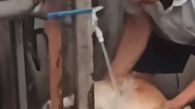 大爷“仙狗跳”：养母狗骗公狗上门，实现免费吃狗肉“自由” .仙人跳是什么意思