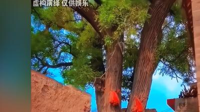 鬼树槐树邪性传说：遭殃村痴汉砍槐致祸，警示后人莫犯禁忌 .槐树为什么不能随便砍掉