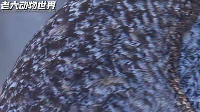 乌林鸮：凭借敏锐听觉与独特本领，在雪地追踪捕杀田鼠的“隐形杀手” .乌林鸮抓老鼠