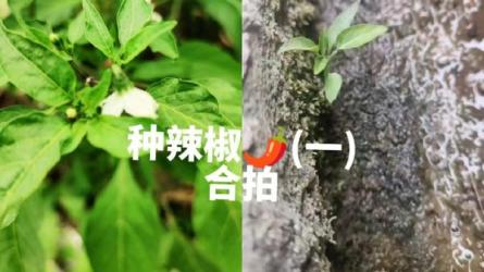 蹭网红流量玩法-课程-网盘资源分享