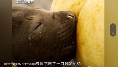 偷奶大盗小象海豹：靠“骗术”蹭奶，体重远超同龄小伙伴 .象海豹超级断奶者后续