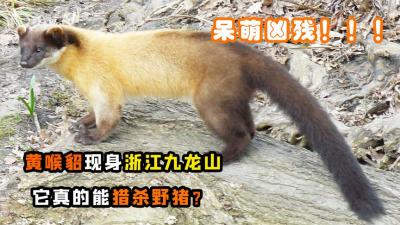 黄喉貂在浙江九龙山现身，看似呆萌实则凶残，它真能猎杀野猪？-原创解说文案