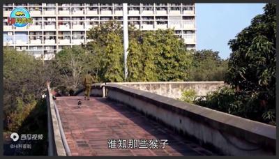 印度小猴被群狗咬死，引发猴狗大战杀死250条狗，全村狗子遭团灭-原创解说文案