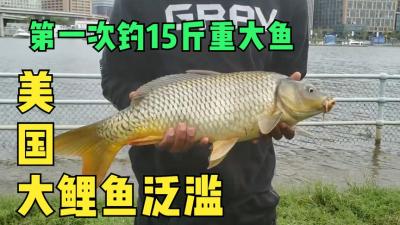 纪录片：美国的神仙河流，鲤鱼花鲢乱飞大泛滥，大爷一次搞一船-原创解说文案
