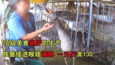 顶级鹅肝是如何生产的？铁笼固定铁管插进食道灌养，一斤卖130元-原创解说文案