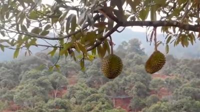 世界上最贵的十种水果盘点：挂绿荔枝、夕张王甜瓜等天价水果 .挂绿荔枝