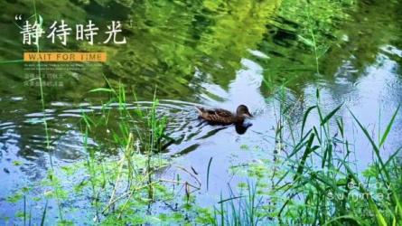 鸭哥·亚哥社交线上聊天课程，价值1999元-课程-网盘资源分享