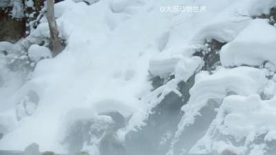 爱泡澡的猴子、间谍猴、猴兄弟打闹、猴宝与***温情时刻 .温泉猴子泡温泉