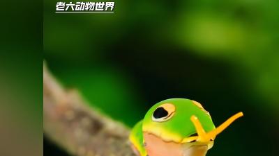 乌樟凤蝶幼虫：从伪装鸟屎到吓退椋鸟，奇妙的求生之旅 .乌樟凤蝶