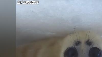 贝加尔海豹幼崽生死竞速，海豹妈妈制造气囊助其逃离危险 .贝加尔海豹