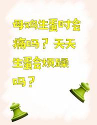 母鸡生蛋那些事儿