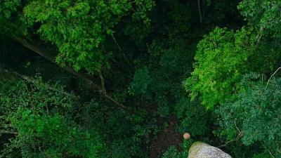 巴西坚果树、刺豚鼠与坚果蜂，揭秘大自然生命循环与奇妙共生 .巴西坚果
