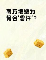 南方墙壁冒汗真相大揭秘附除湿保命指南