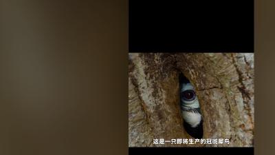 冠斑犀鸟夫妻艰辛繁育后代，却因偷猎等濒危，爱情与生存令人动容 .犀鸟破洞出巢全过程