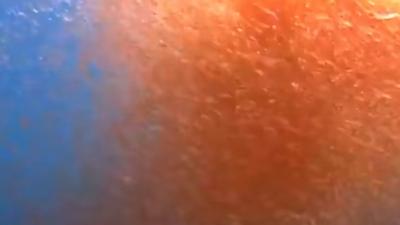 南极磷虾：数量恐怖繁殖强，堪称地球粮仓且营养丰富 .磷虾