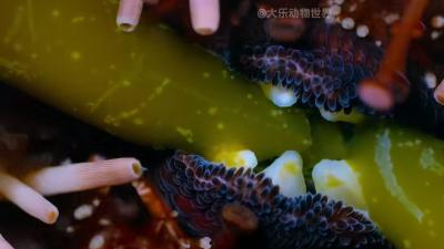 海底世界：雀鲷鱼护海藻菜地，海胆捣乱，电鲼出没的奇妙故事 .雀鲷带人抓海胆