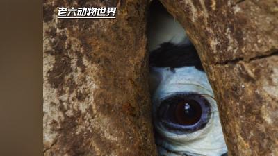 模范妻子被囚树洞6个月，雄犀鸟忠诚投喂守护爱巢与幼崽 .犀鸟